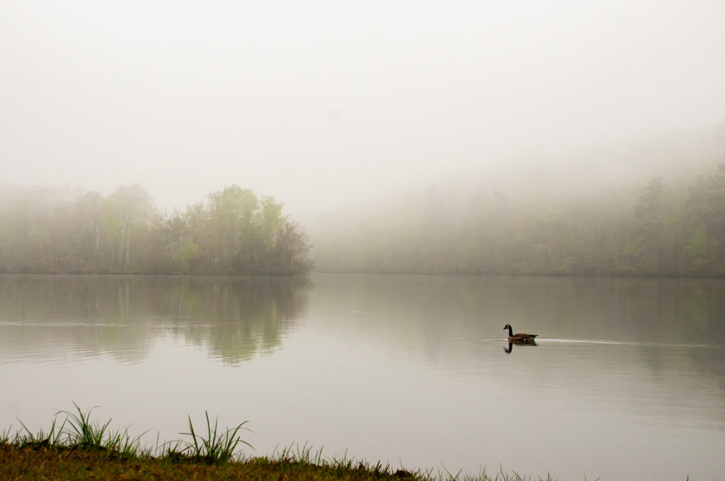 kevin e beasley photography canada goose on lake