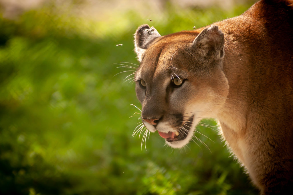 florida panther kevin e beasley photography