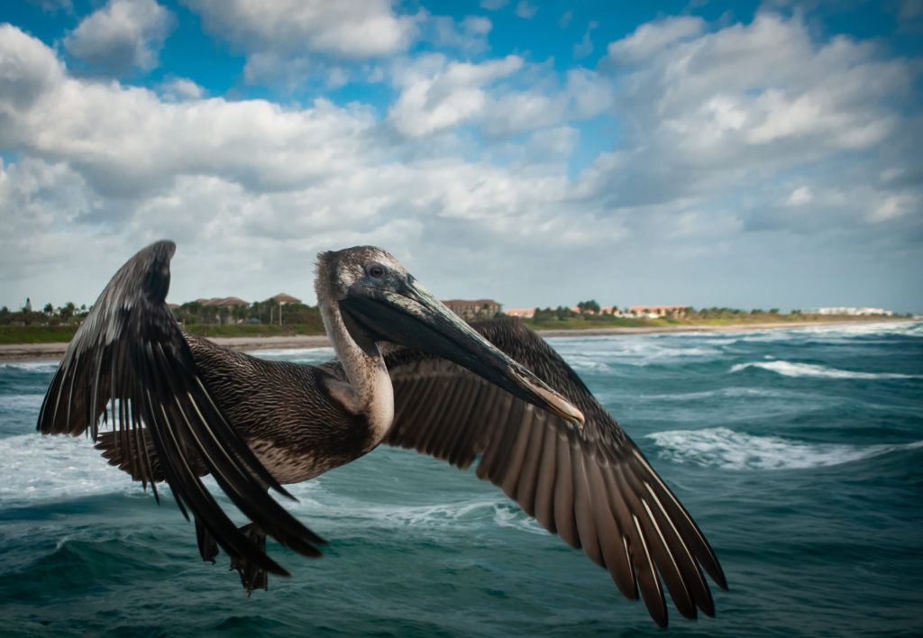 kevin e beasley pelican in flight