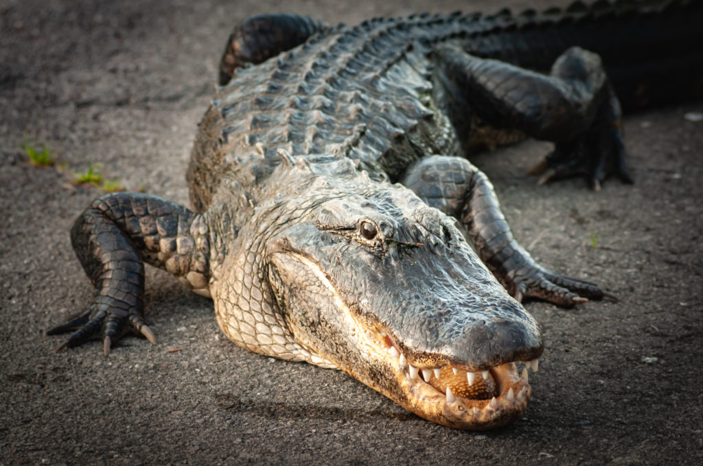 Kevin E Beasley photographer alligator
