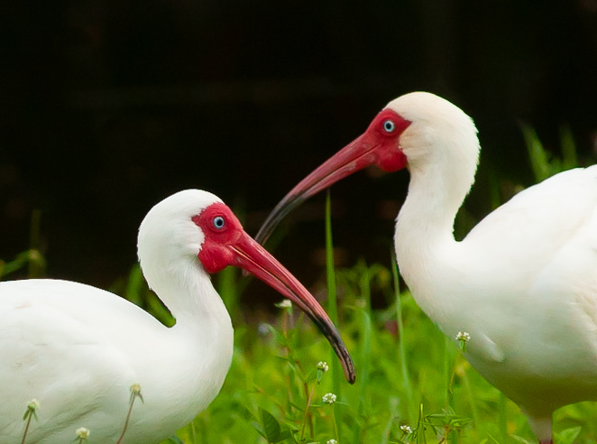 kevin e beasley photography pair of white ibis