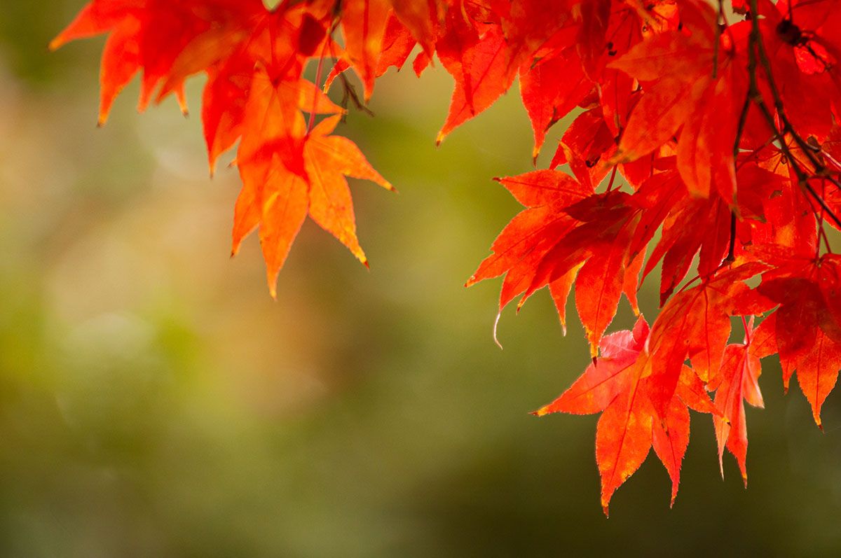 Grief and the Journey Back to Wholeness | The Glory of Autumn. - Kevin ...